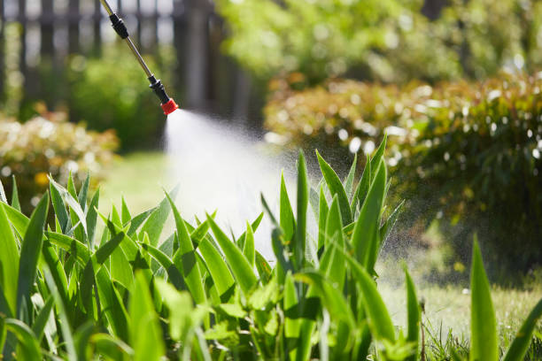 24/7 Emergency Termite Control experts in Borger, TX