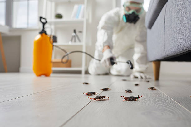 Affordable Termite Control solutions in Borger, TX