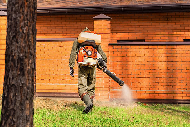 Top rated local Termite Control specialists in Borger, TX